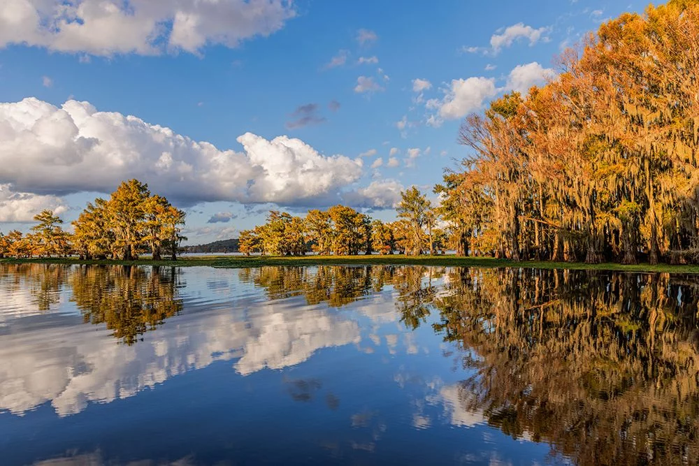 Jones, Adam 14x11 White Modern Wood Framed Museum Art Print Titled - Bald cypress trees in autumn reflected on lake Caddo Lake-Uncertain-Texas