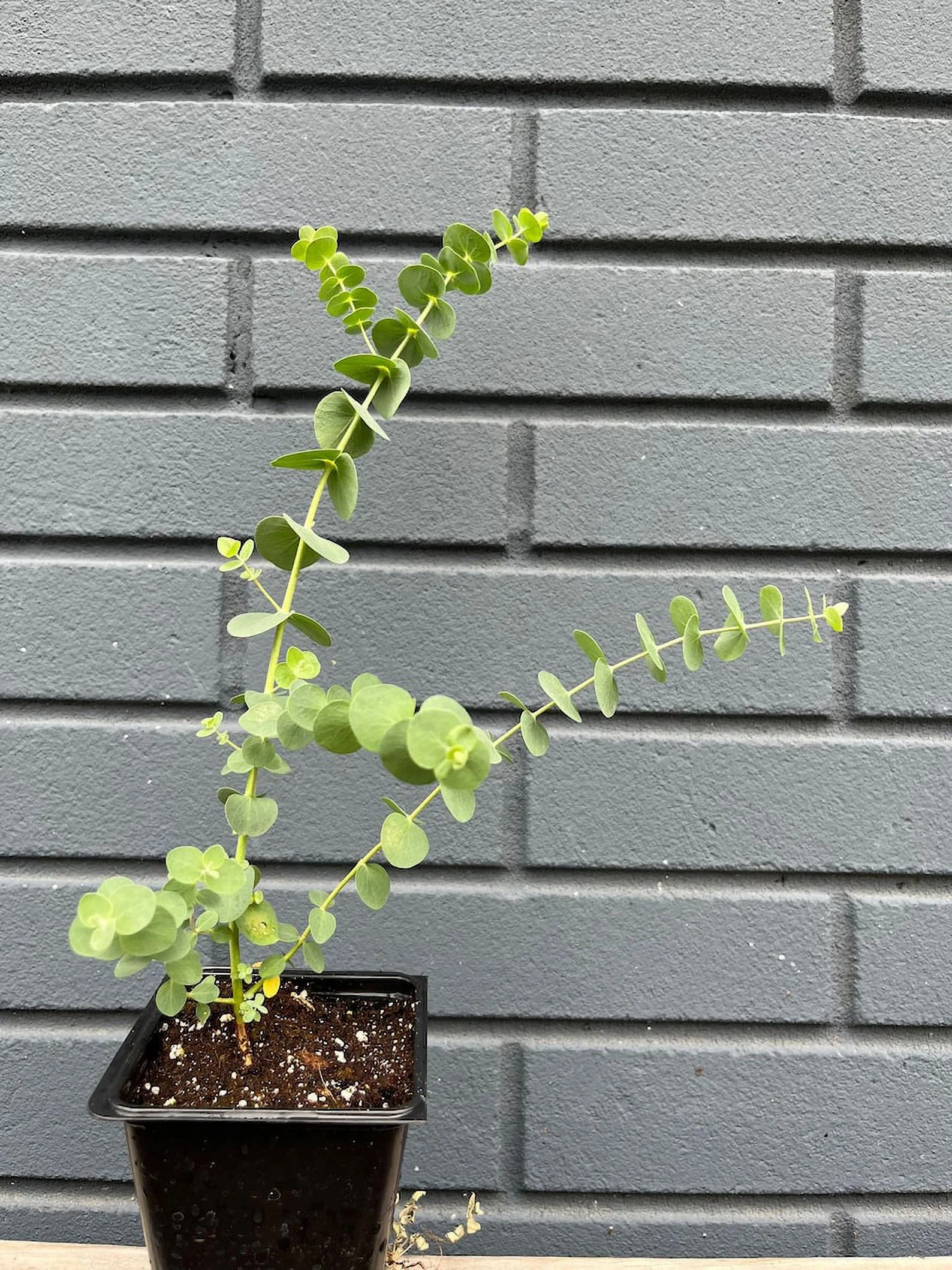 Silver Dollar Eucalyptus pulverulenta Seeds Premium Seed Packet