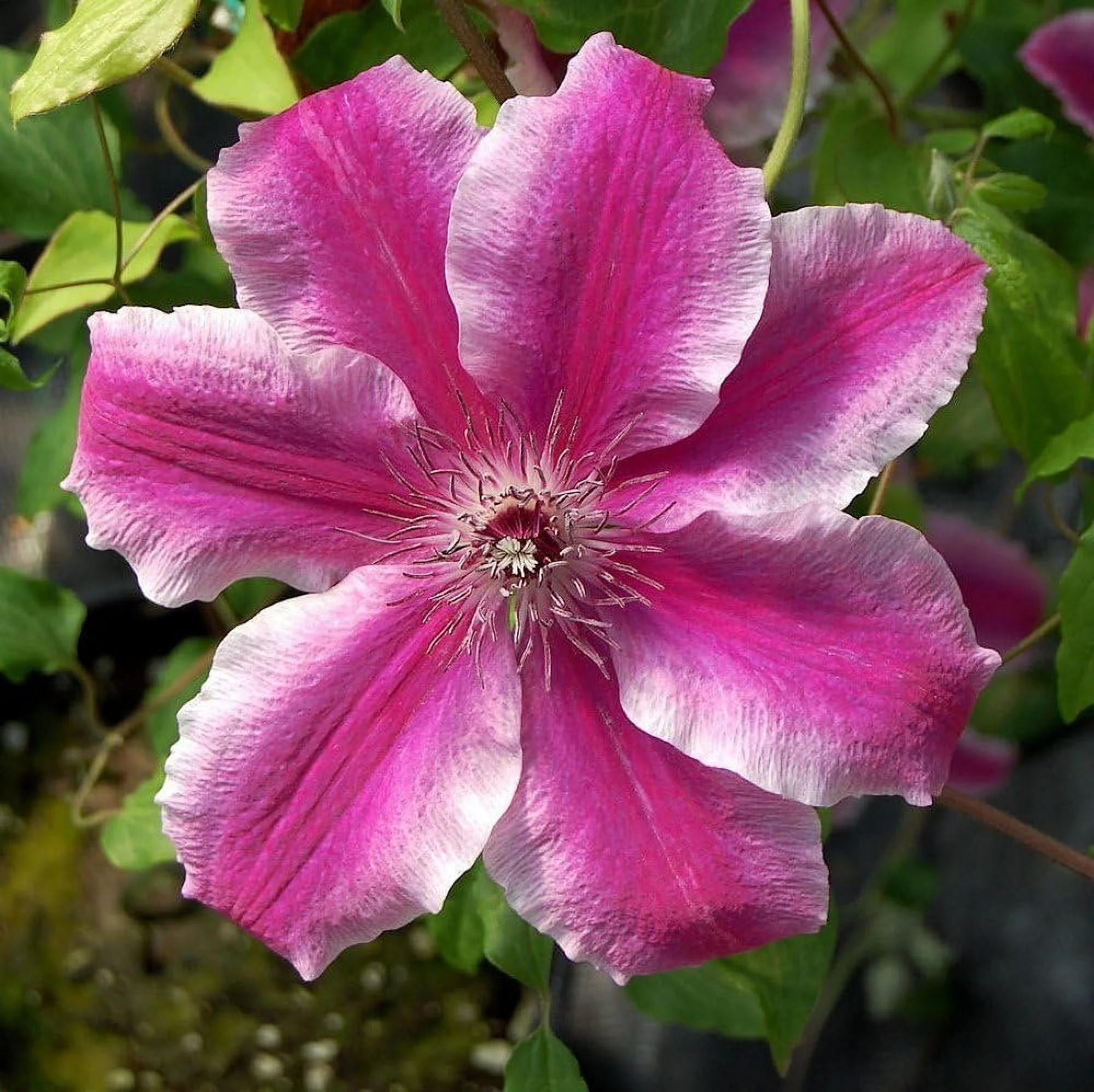 Clematis Carnaby - 10 Live Plants in 4 Inch Growers Pots - Clematis 'Carnaby' - 2 Years Old Ready to Be Planted - Beautiful Deep Pink and Red Flowering Vine