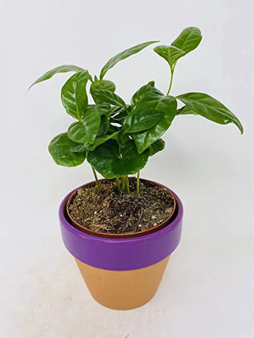 Arabica Coffee Plant - 4'' Clay Pot by JMBAMBOO