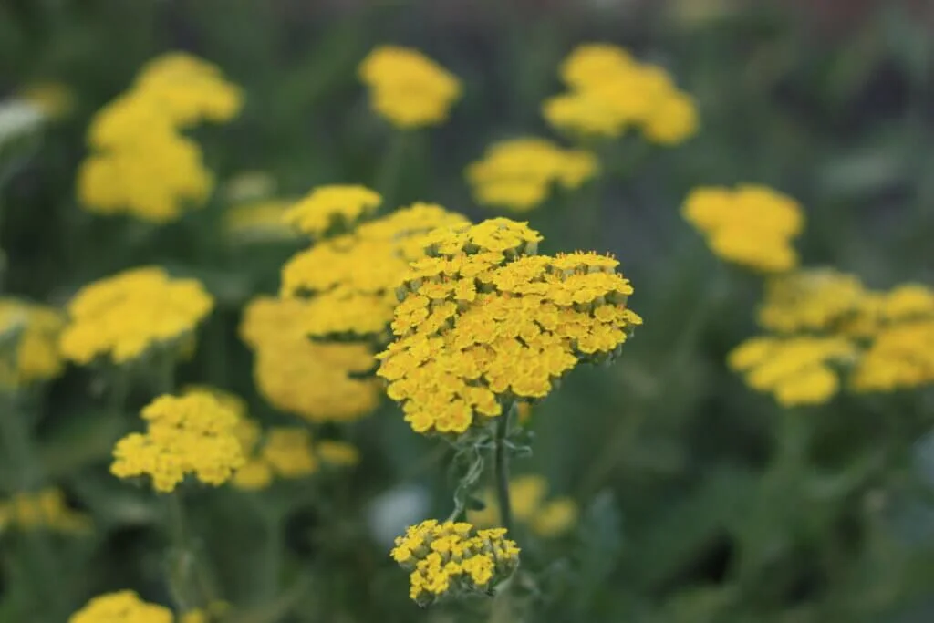 Yarrow 'Moonshine' - Live Starter Plant