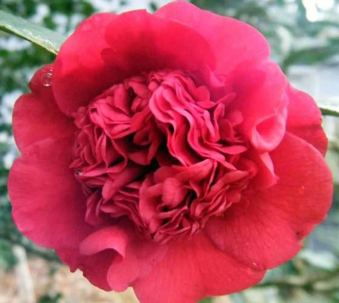 ( 1 ) - Professor Sargent Red Camellia japonica - Starter Plant ( 4L ) ( 1 live plant )