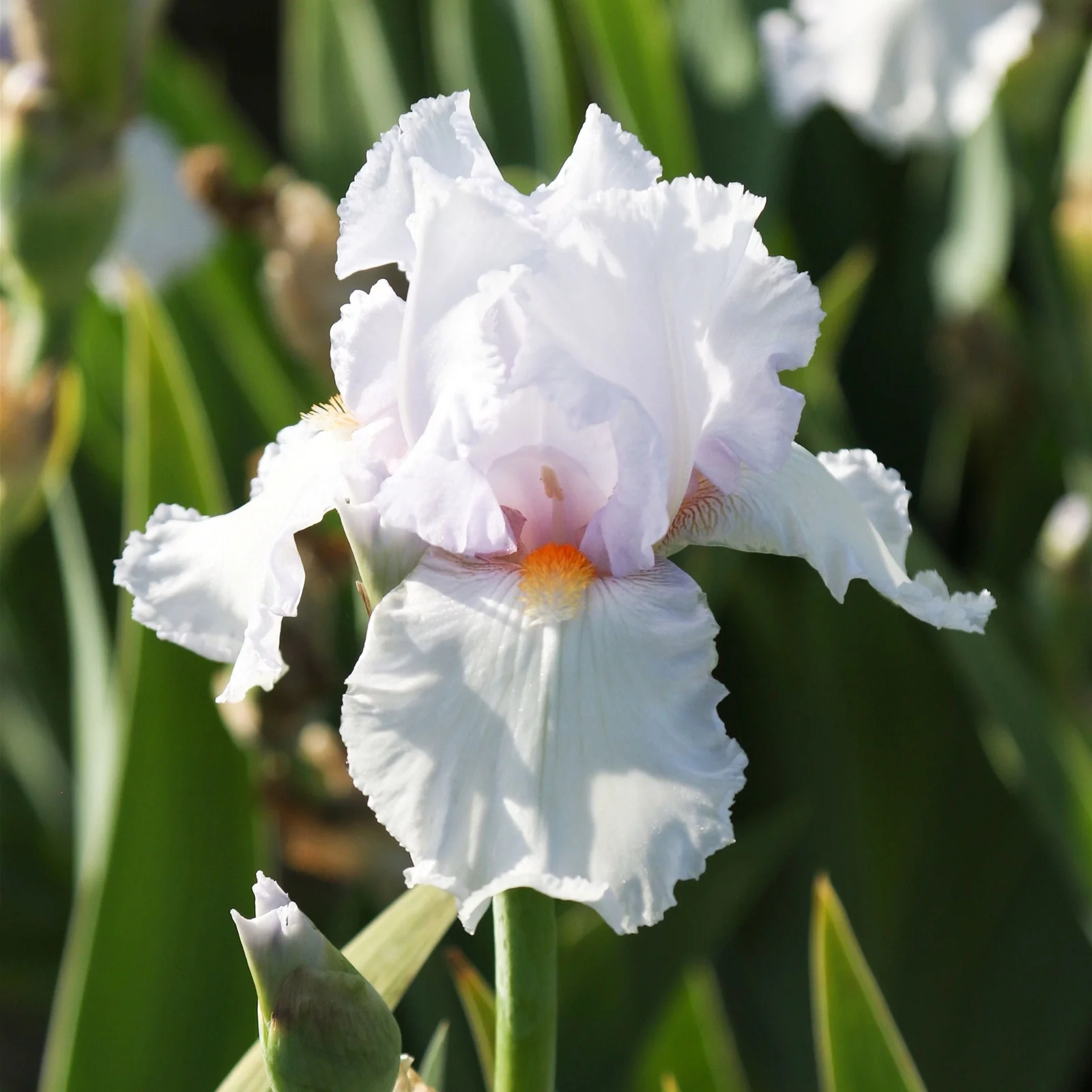 Iris Bulbs, Iris Tubers, Beautify Environment,Cold And Drought Resistant, Easy For Gardeners To Grow,Iris Bulbs For Planting, Iris Plants Bulbs,Iris Rhizomes, Iris Bulbs Perennial Reblooming Bearded,