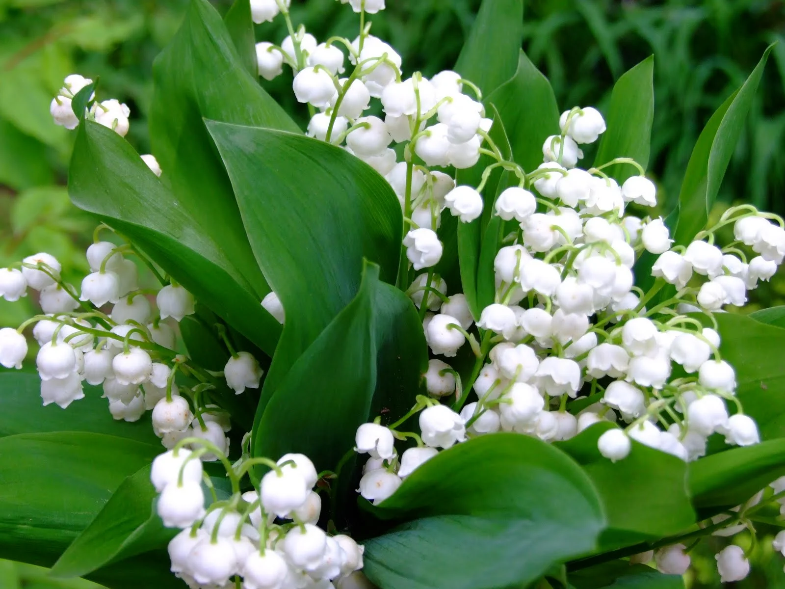 Lily Of The Valley Bulbs, Aromatic Plants ，Lily Of The Valley Plants Live,Perennial Bulbs,Potted PlantsLily Of The Valley Bulbs For Sale