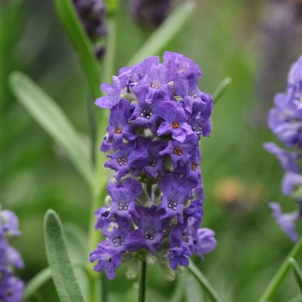 Lavender Ellegance Purple Nice Garden Flower 15 Seeds By Seed Kingdom