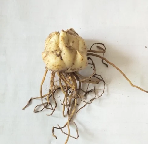 Lily Flower Lily Bulbs Bulk Lily Bulbs Lily Bulbs For Sale Stargazer Lily Bulbs Perennials Garden Flowers