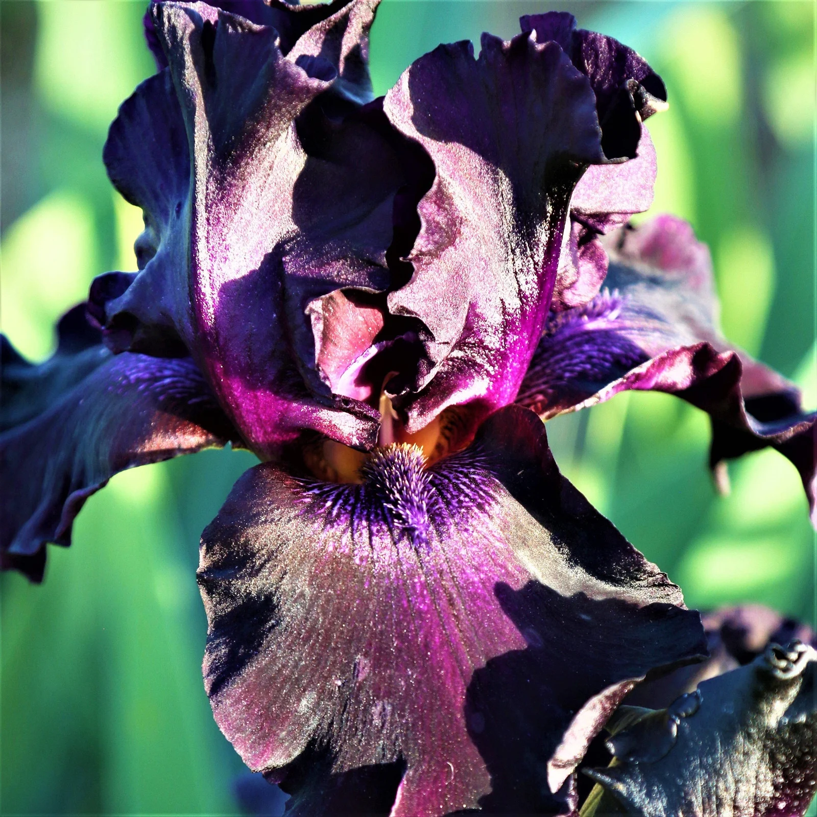 Iris Bulbs, Iris Bulbs For Planting, Iris Plants Bulbs,Iris Rhizomes, Iris Bulbs Perennial Reblooming Bearded, Iris Tubers,Beautify Environment, Cold And Drought Resistant,Easy For Gardeners To Grow,