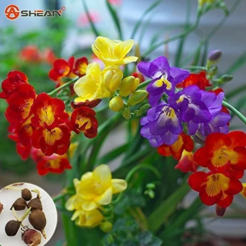 Freesia Mix - 15 Bulbs 5/6cm - Great in Containers