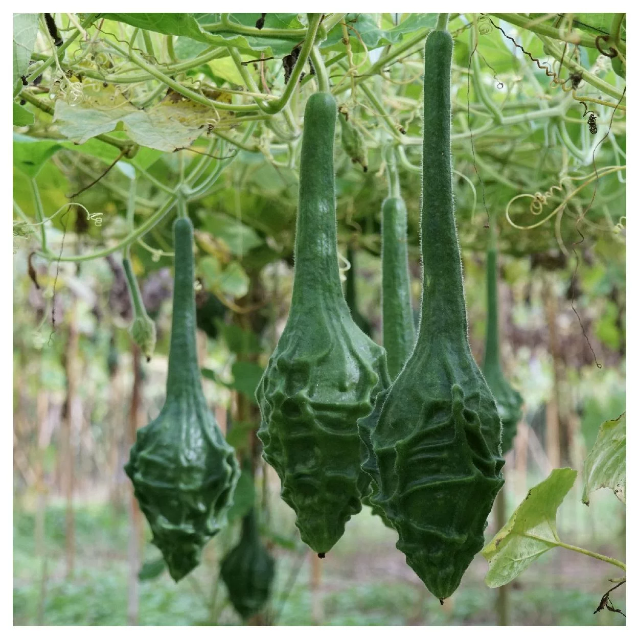 Everwilde Farms - 25 Caveman’s Club Gourd Seeds - Gold Vault Jumbo Bulk Seed Packet