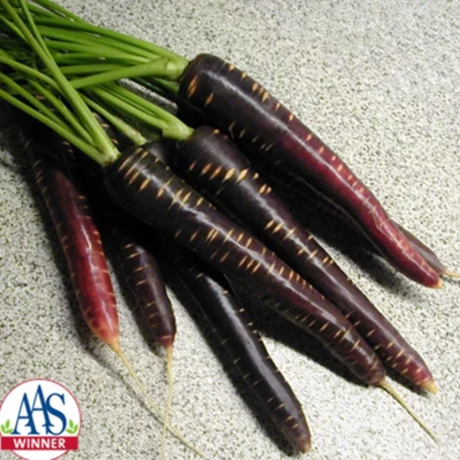 Carrot Purple Haze F1 Seed