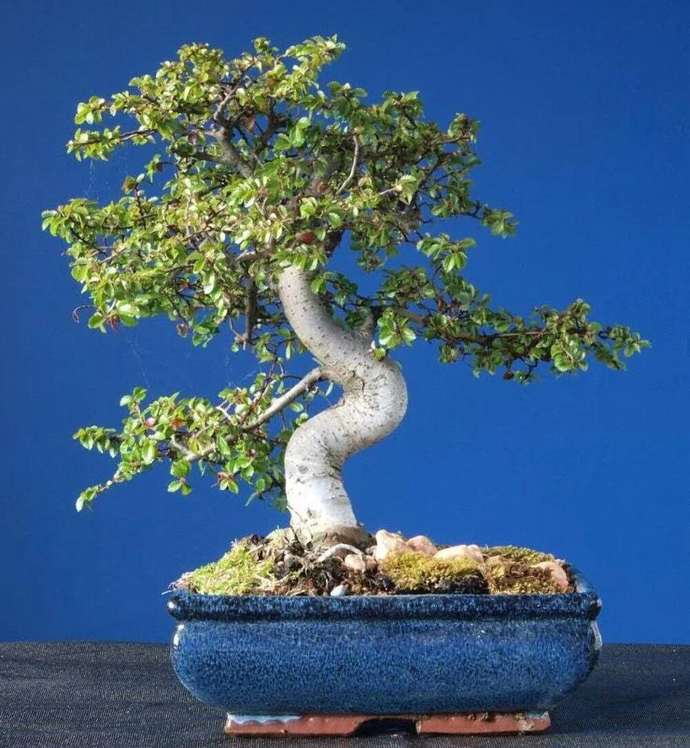 50 CHINESE ELM TREE (Lacebark) Ulmus Parvifolia Seeds