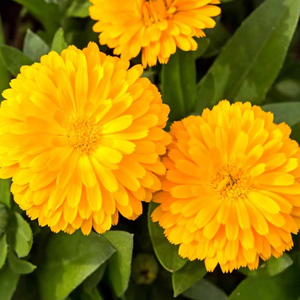Calendula Golden Emperor Flowers Resistant To Drought - 2000 Seeds