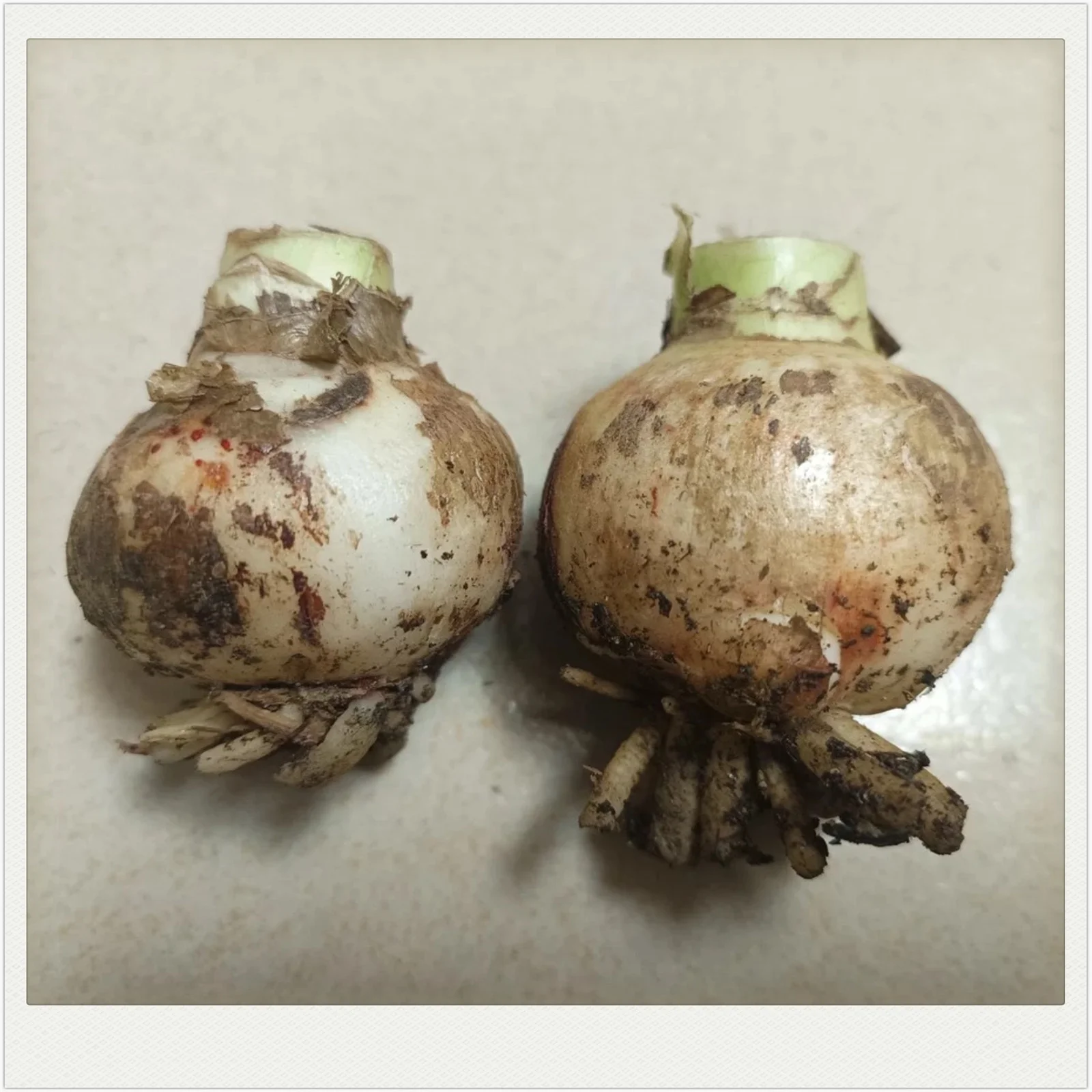 Amaryllis bulbs for plant, Amaryllis bulbs plant, hardy perennial bulbous flower, grows well in gardens and pots, holiday gift