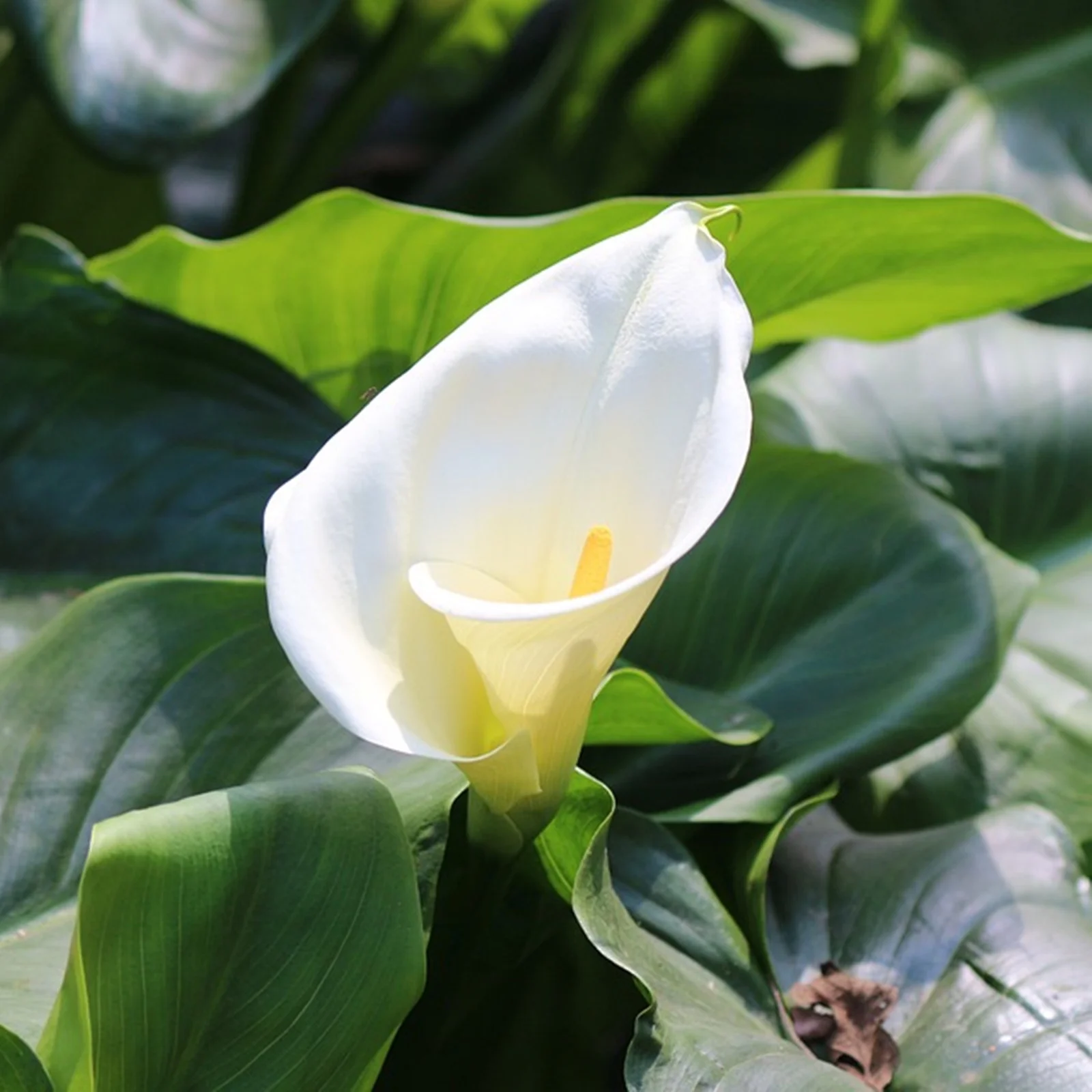 Calla Lily Mix Bulbs - Perennial, Long Lasting Bloom, Calla Lily Bulbs for Planting | Bold, Bright Blooms, Easy-to-Plant, Low Maintenance Flower