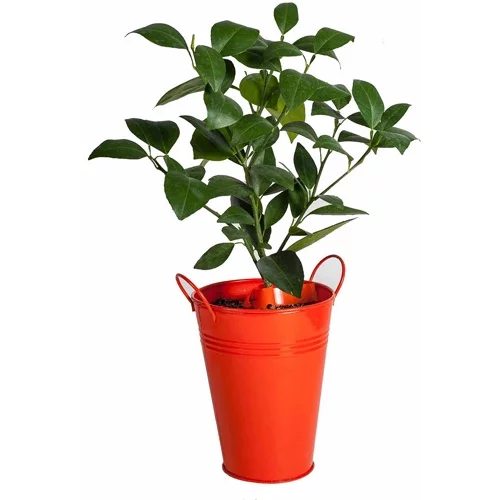 Bloomsz Citrus Fruit Tree Orange, in Decorative Planter