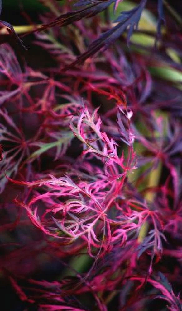 Hana Matoi Japanese Maple 2 - Year Graft