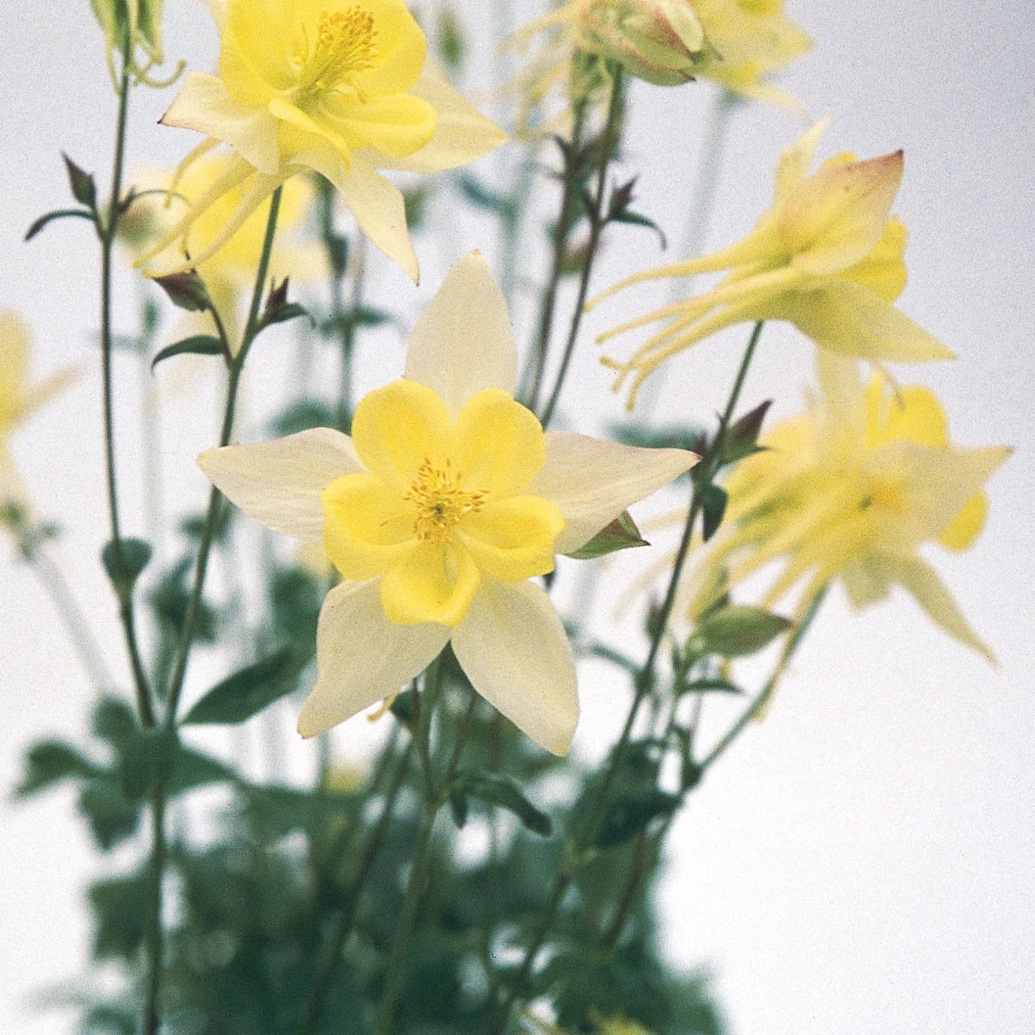 Perennial Aquilegia Columbine Swan Yellow Garden Flowers - 30 Seeds