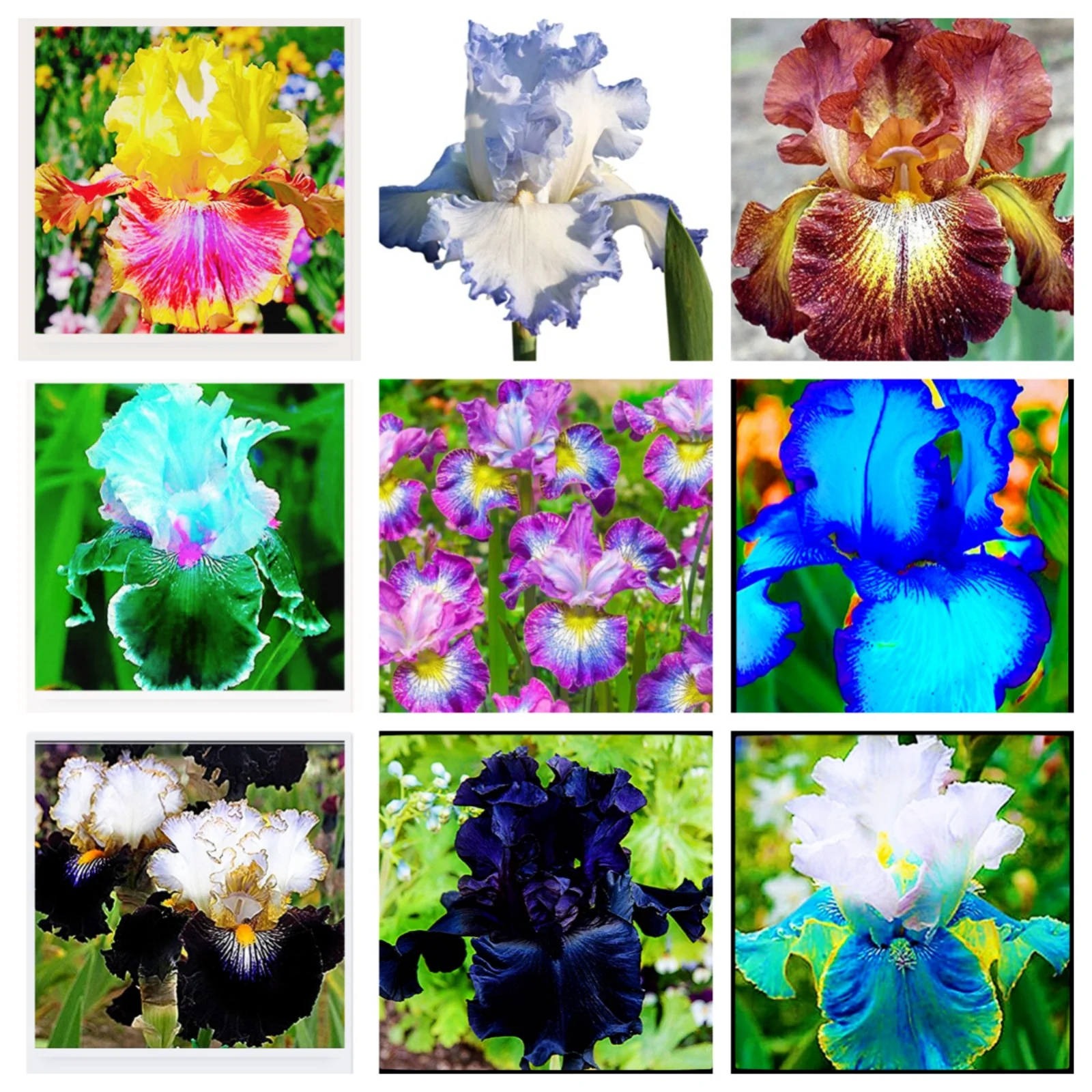 Iris Plants Iris Bulbs Bulk Iris Bulbs For Sale Bearded Iris Bulbs Cut Flowers Planting Is Simple