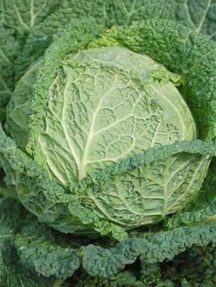 Cabbage Savoy Perfection Great Heirloom Vegetable 500 Seeds