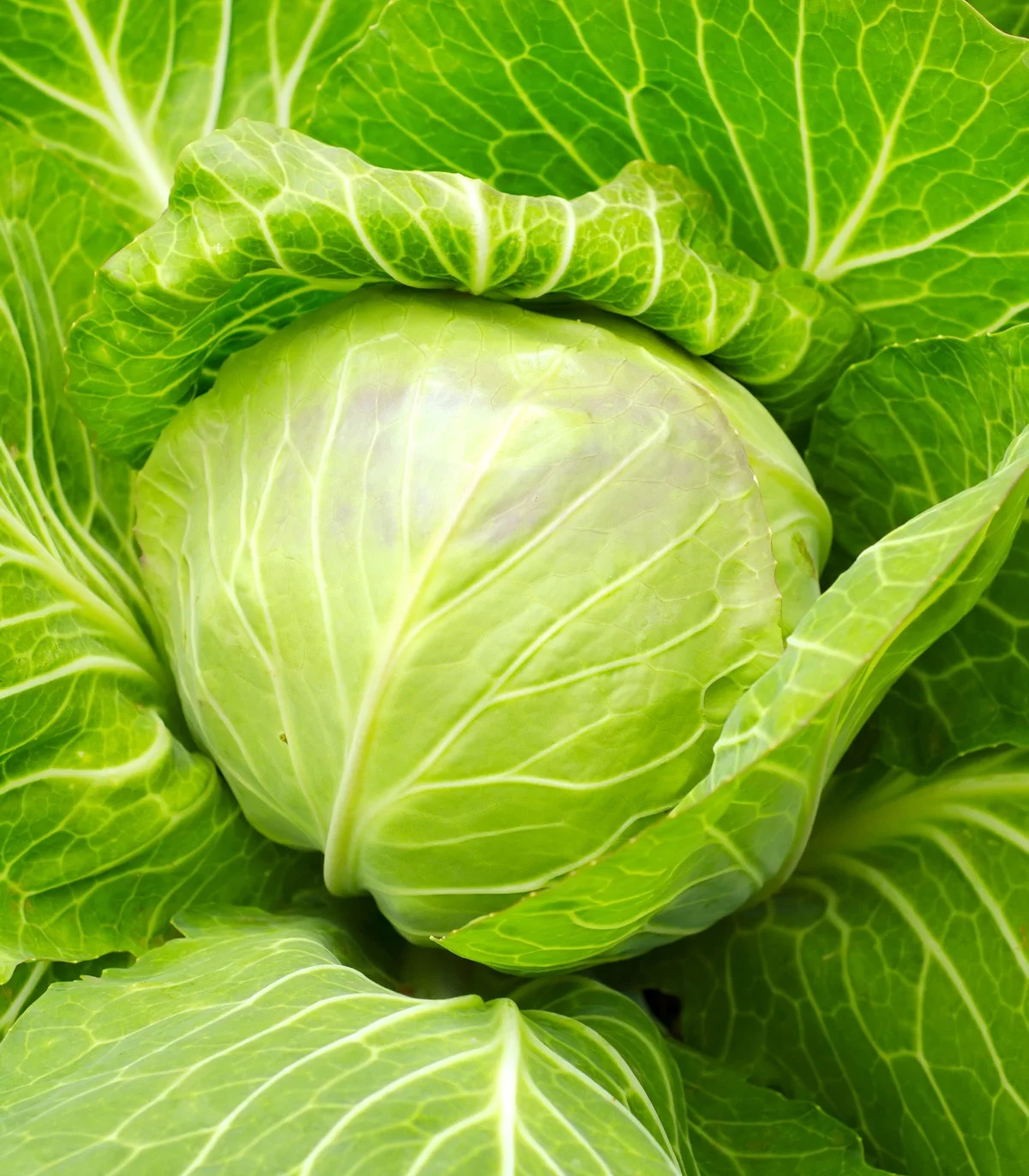 Earthcare Seeds - Cabbage Golden Acre 500 Seeds (Brassica Oleracea) Heirloom - Open Pollinated