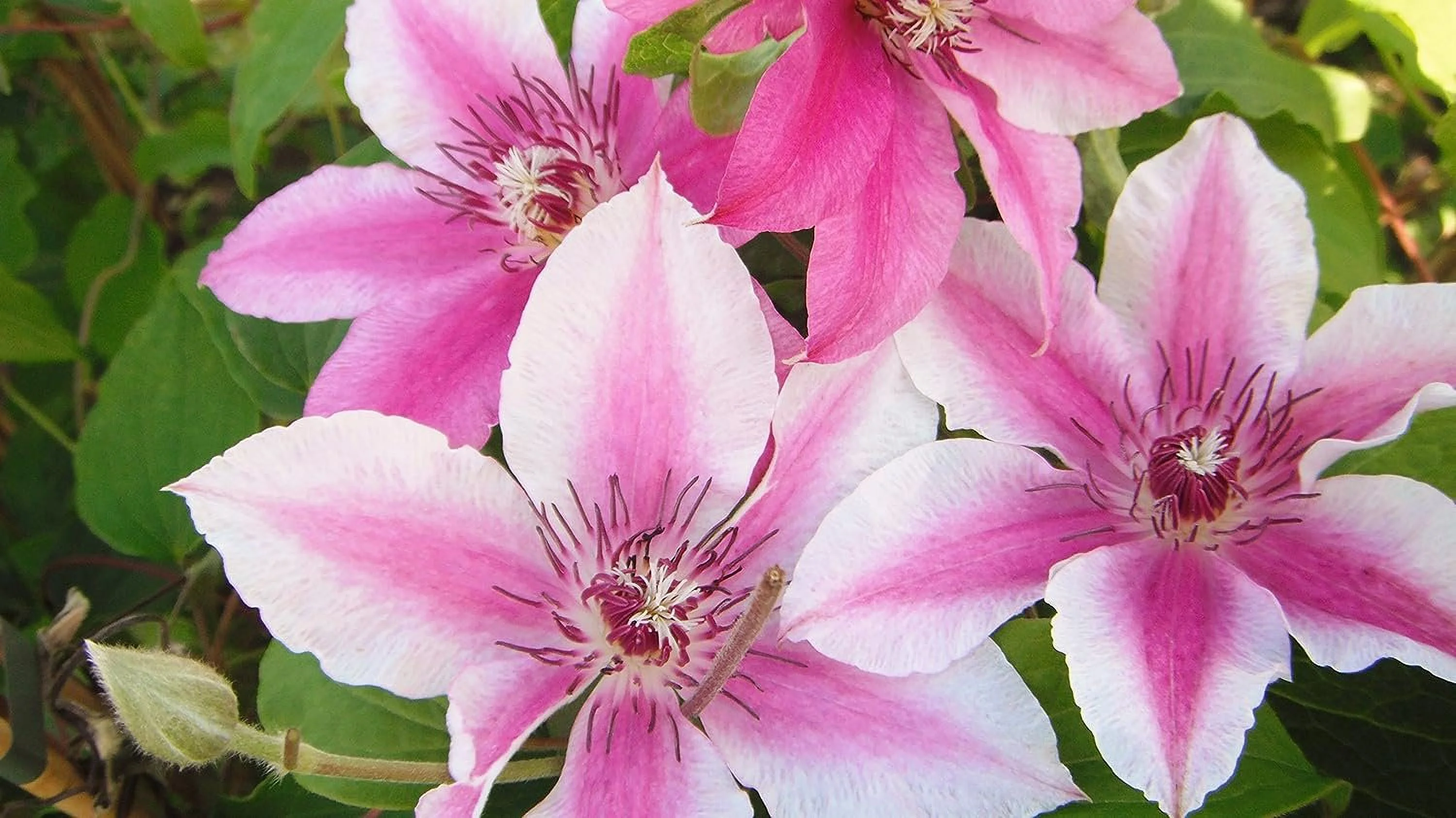 Clematis Carnaby - 10 Live Plants in 4 Inch Growers Pots - Clematis 'Carnaby' - 2 Years Old Ready to Be Planted - Beautiful Deep Pink and Red Flowering Vine
