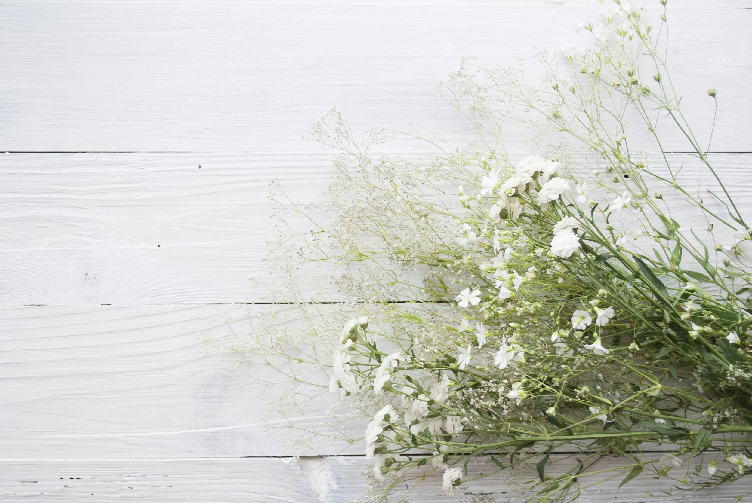 Earthcare Seeds - Baby's Breath Covent Garden 1000 Seeds (Gypsophila Elegans CG) Heirloom - Open Pollinated