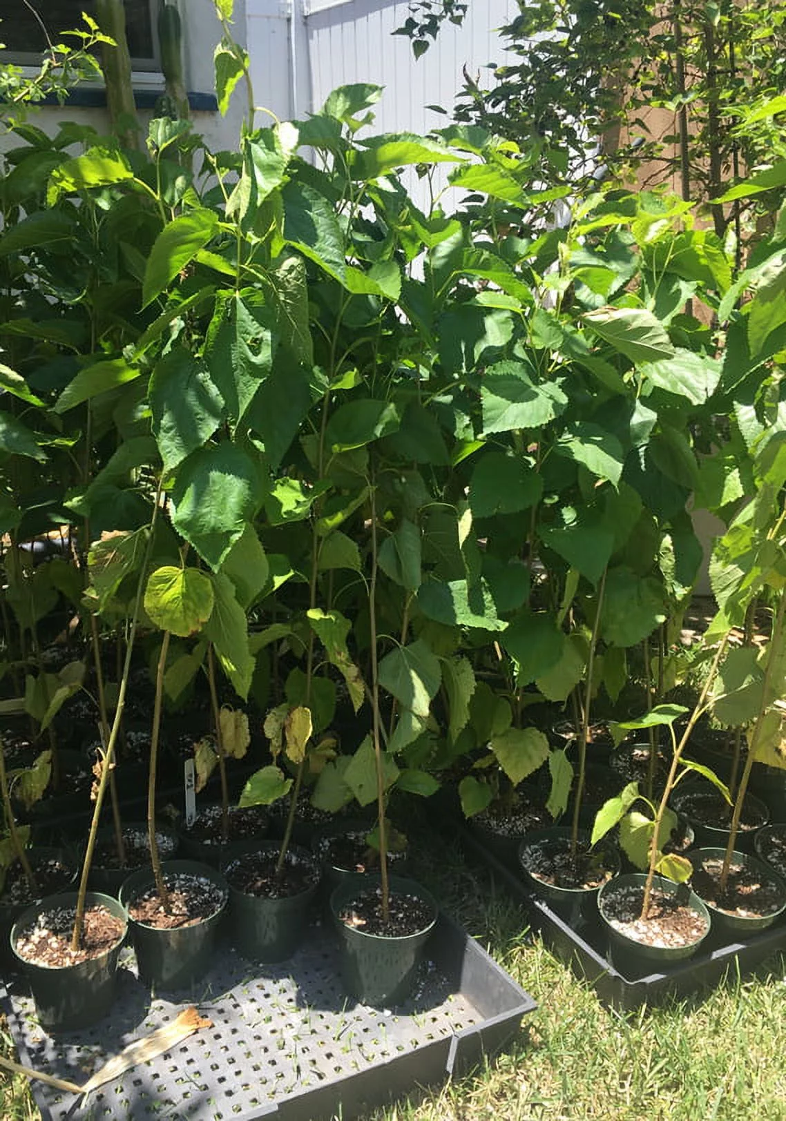 Red Mulberry Tree – Morus Rubra