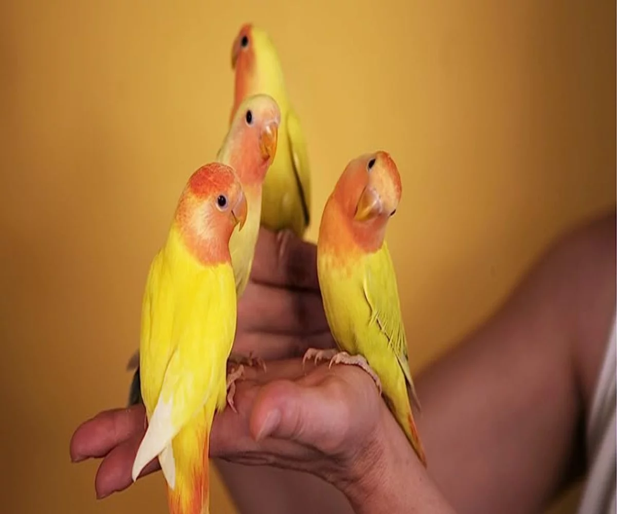 Volkman Avian Science Cockatiel No Sunflower Seeds 4-Pounds Resealable