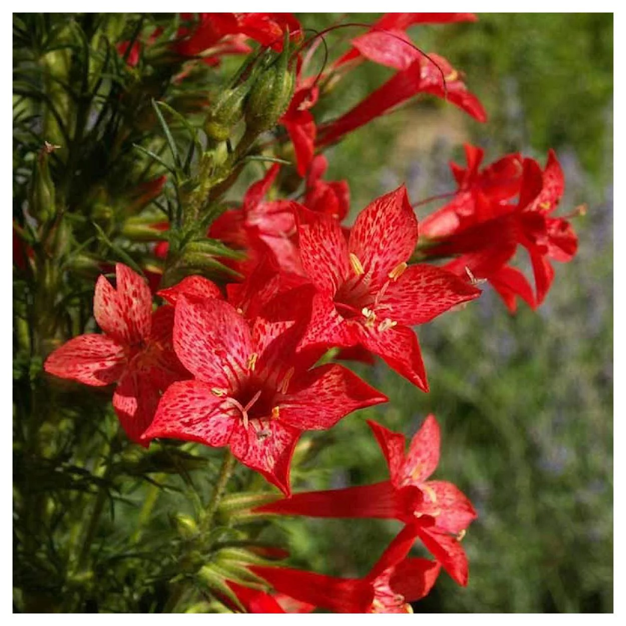 Everwilde Farms - 1200 Standing Cypress Native Wildflower Seeds - Gold Vault Jumbo Bulk Seed Packet