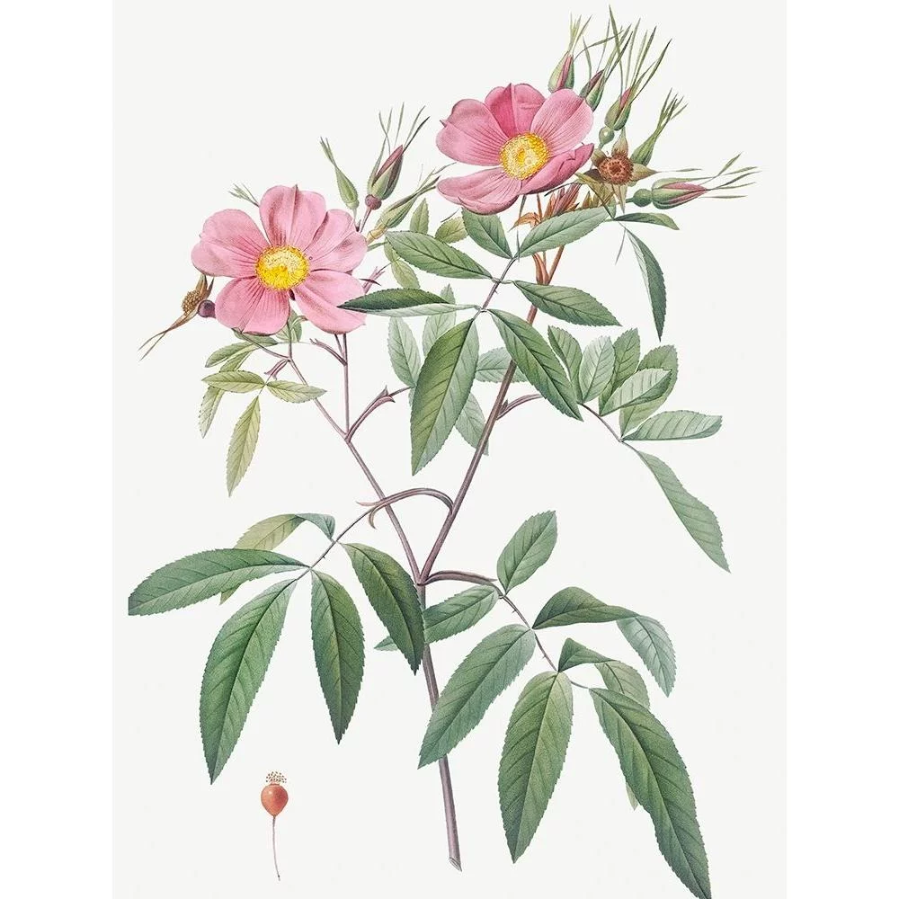 Redoute, Pierre Joseph 12x14 Black Modern Framed Museum Art Print Titled - Swamp Rose, Hudson Rose with Willow Leaves, Rosa hudsoniana salicifolia