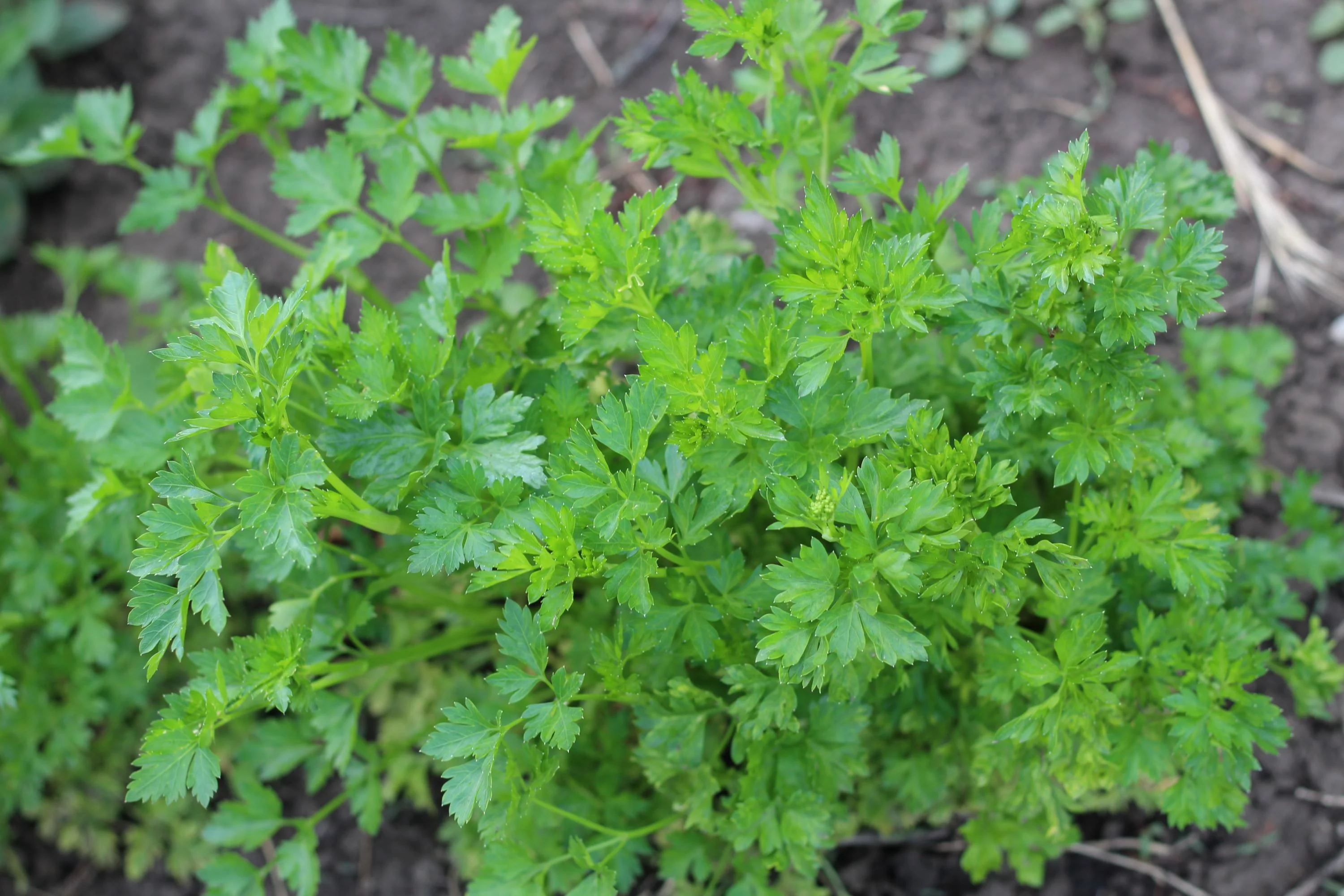 Parsley Triple Moss Curled Seeds/ Annual/ Full Sun/250 Seeds 1/2 Gram/ Zellajake Farm and Garden - B59
