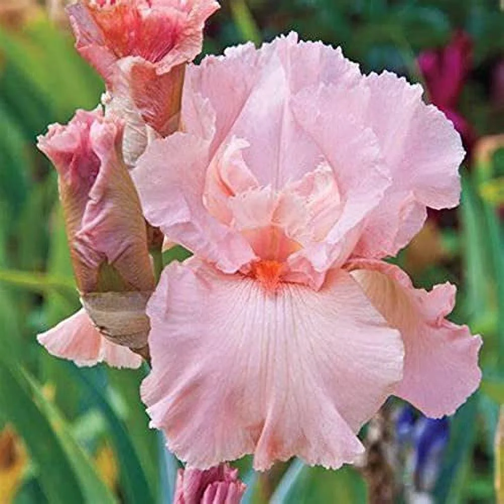 Iris Bulbs, Iris Tubers, Beautify Environment,Cold And Drought Resistant, Easy For Gardeners To Grow,Iris Bulbs For Planting, Iris Plants Bulbs,Iris Rhizomes,Iris Bulbs Perennial Reblooming Bearded,