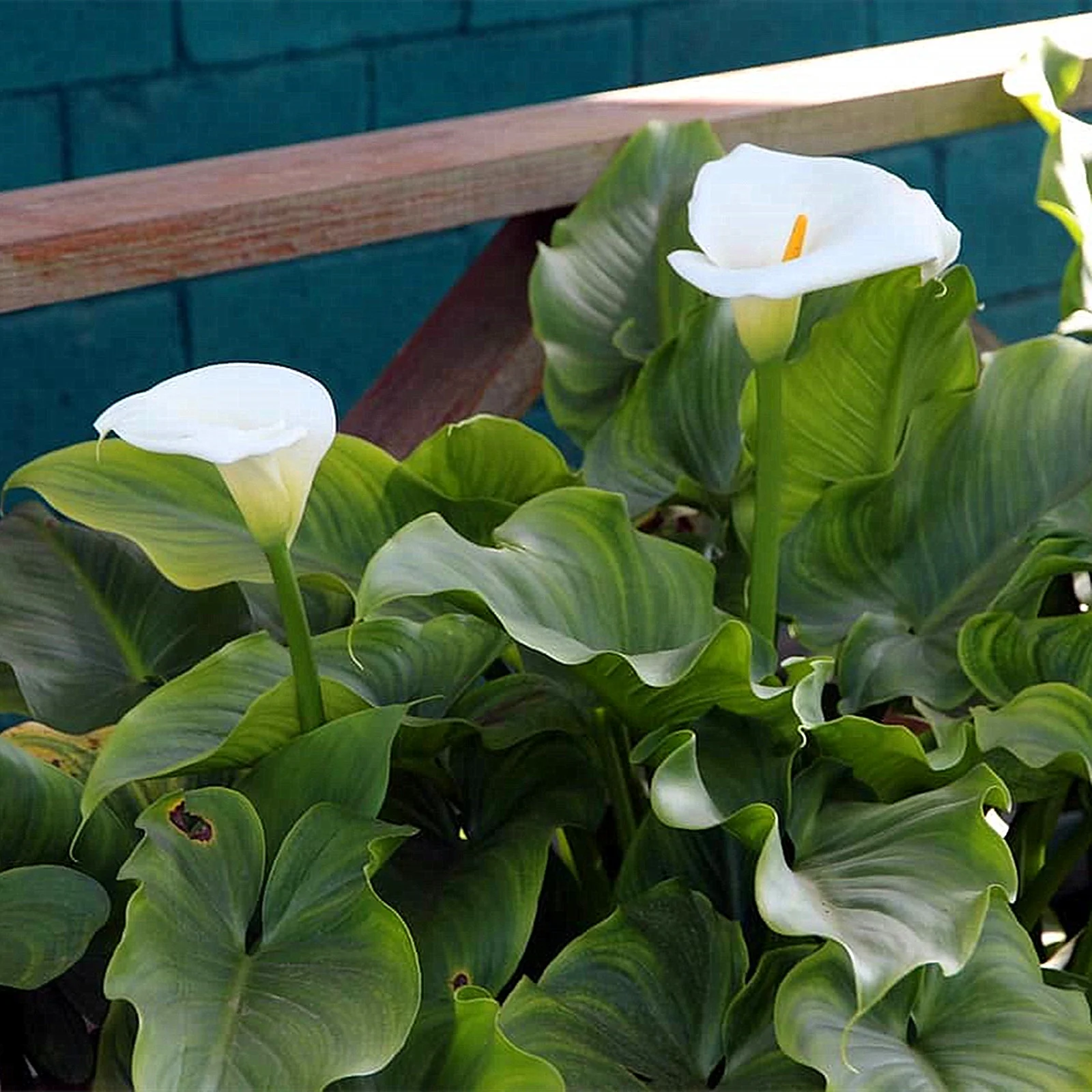 Calla Lily Bulbs, Bulb Flowers,Calla Lily Plants，Calla Lily Plant Perinial,Calla Lily Bulbs Giant，Calla Lily Bulbs For Sale