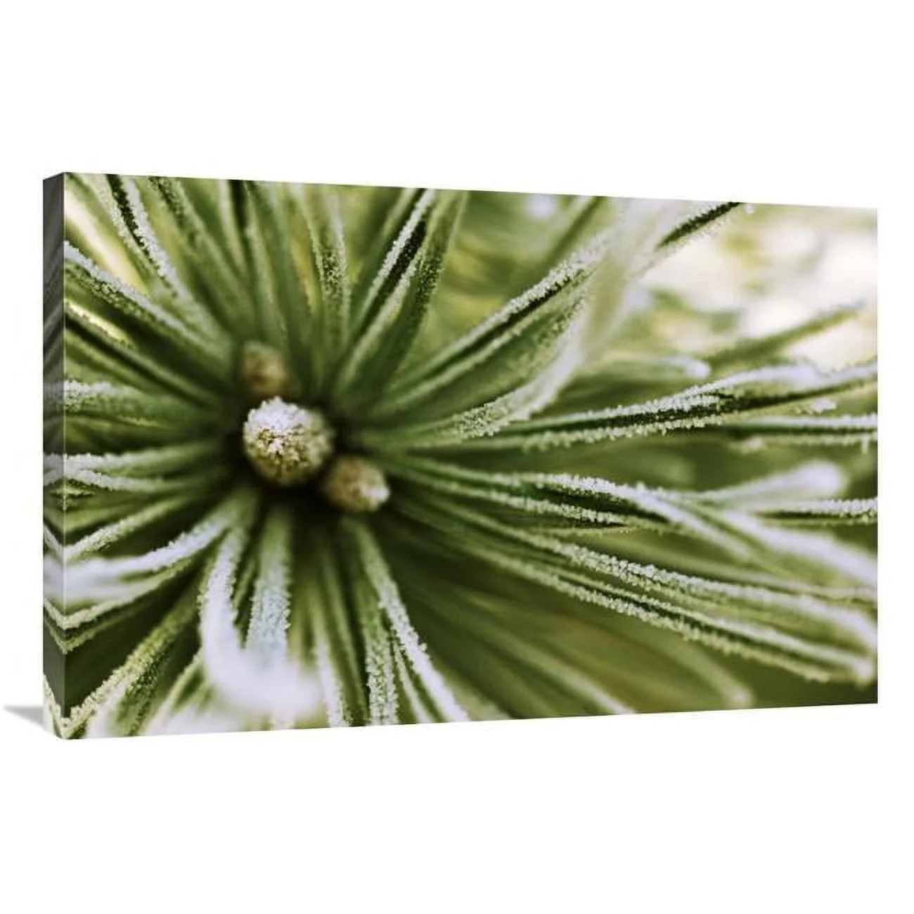 Global Gallery  24 x 36 in. Scotch Pine Close Up, Europe Art Print - Jan Vermeer