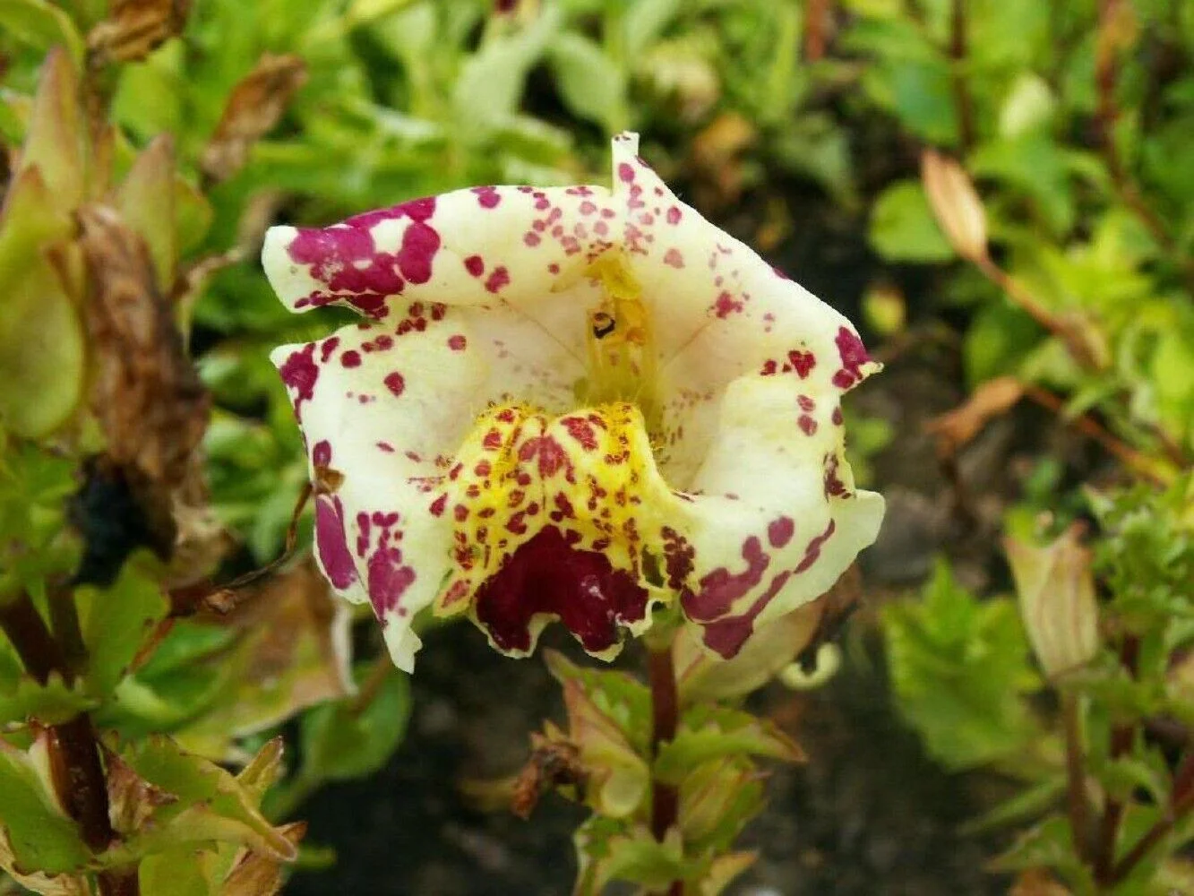 250 TIGER MONKEY Mixed Col Mimulus Tigrinus Flower Seeds