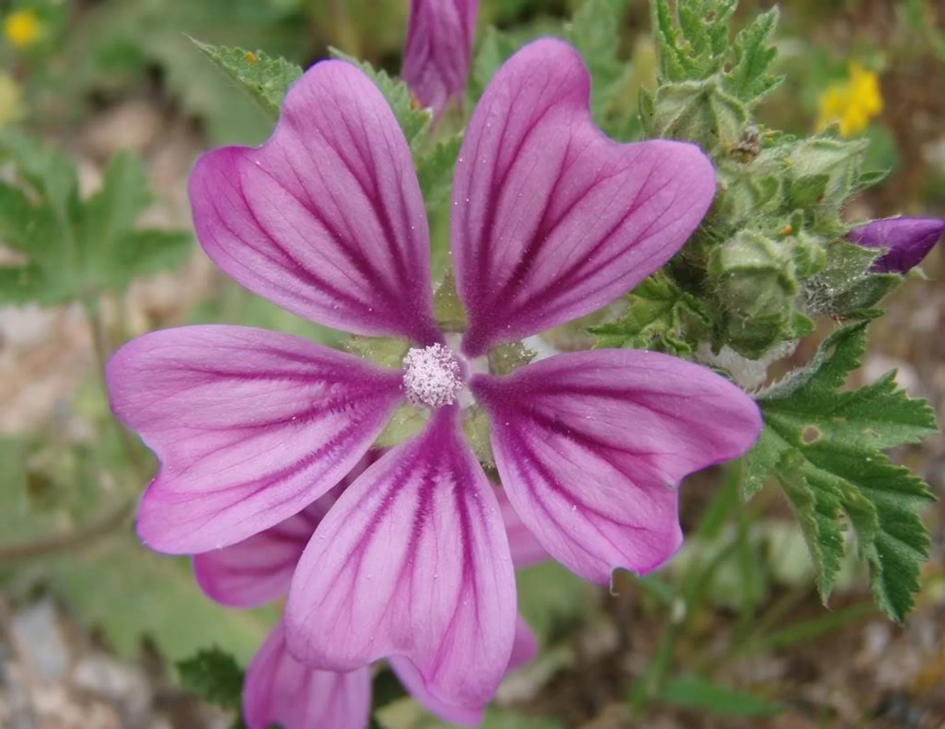 20 MAURITANIAN MALVA Mallow Malva sylvestris var. mauritania Flower Seeds