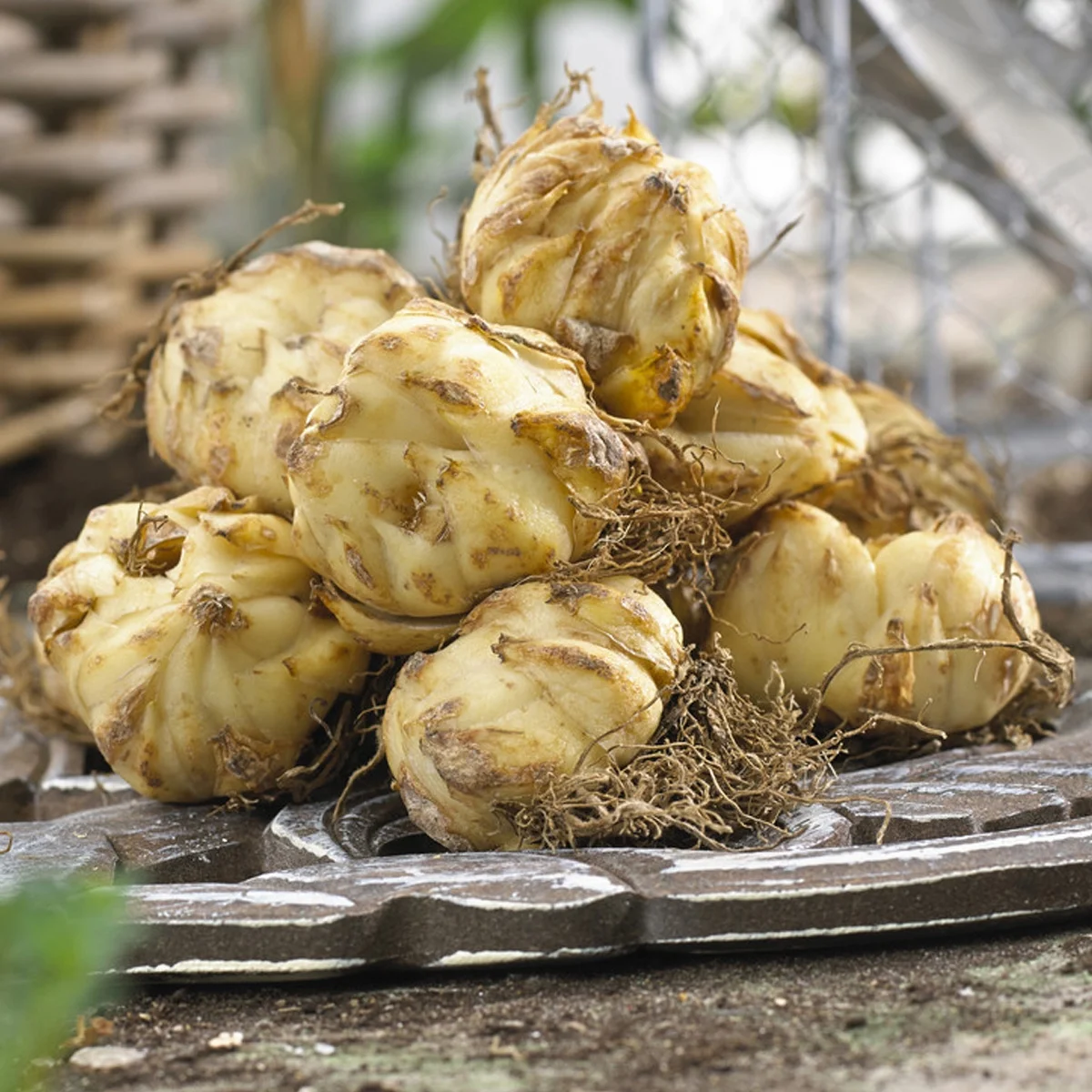 Van Zyverden Lilies Dutch Asiatic Mix, 3 Bulbs, Multi-color, Partial Sun, Perennial, Flowering, 1lb