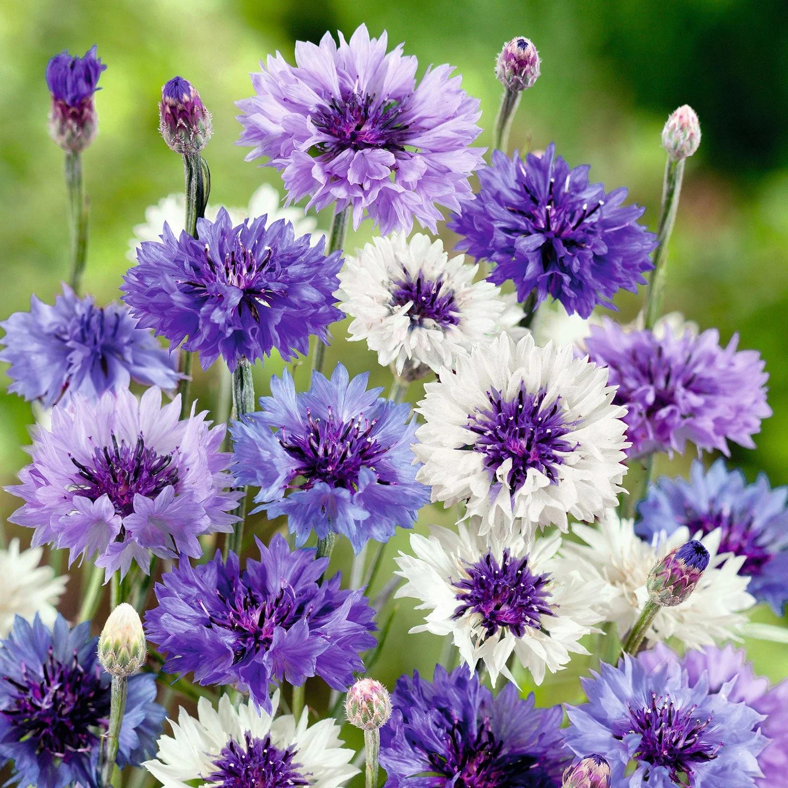 Cornflower Seeds - Fantastic Mix - 1 Ounce - Blue/White Flower Seeds,  Heirloom Seed  Attracts Bees, Attracts Butterflies, Attracts Pollinators, Edible, Extended Bloom Time, Container Garden