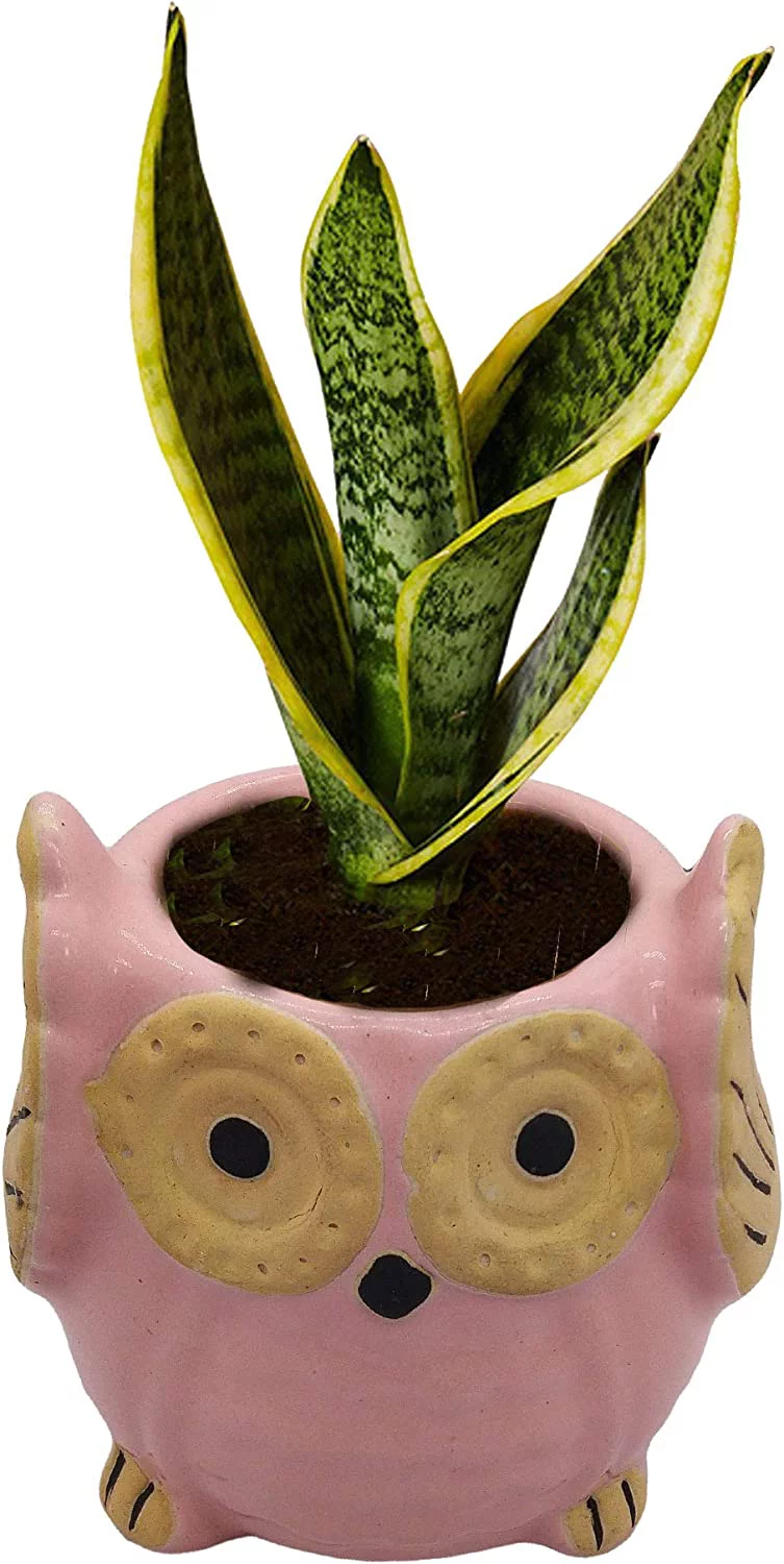 India Meets India Ceramic Planter, Owl Shaped [Multi-Color - 3.5 inch] - Ceramic Flower Pot/Indoor/Outdoor Pot, Set of 4 - by Awarded Indian Artisan