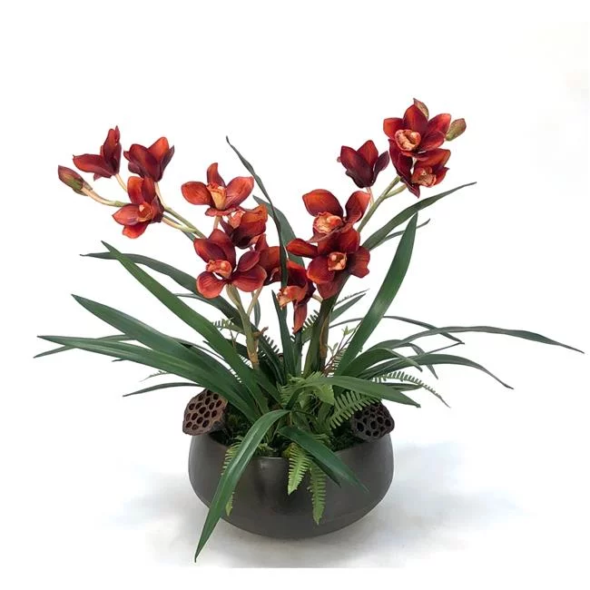 Unisex Rust Cymbidium Orchid in Sosa Bowl - Green