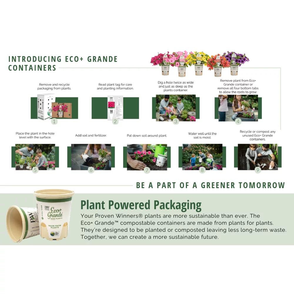 4.25 in. Eco+Grande, Mezoo Trailing Red Livingstone Daisy (Mesembryanthe) Live Plant, Red Flowers (4-Pack)