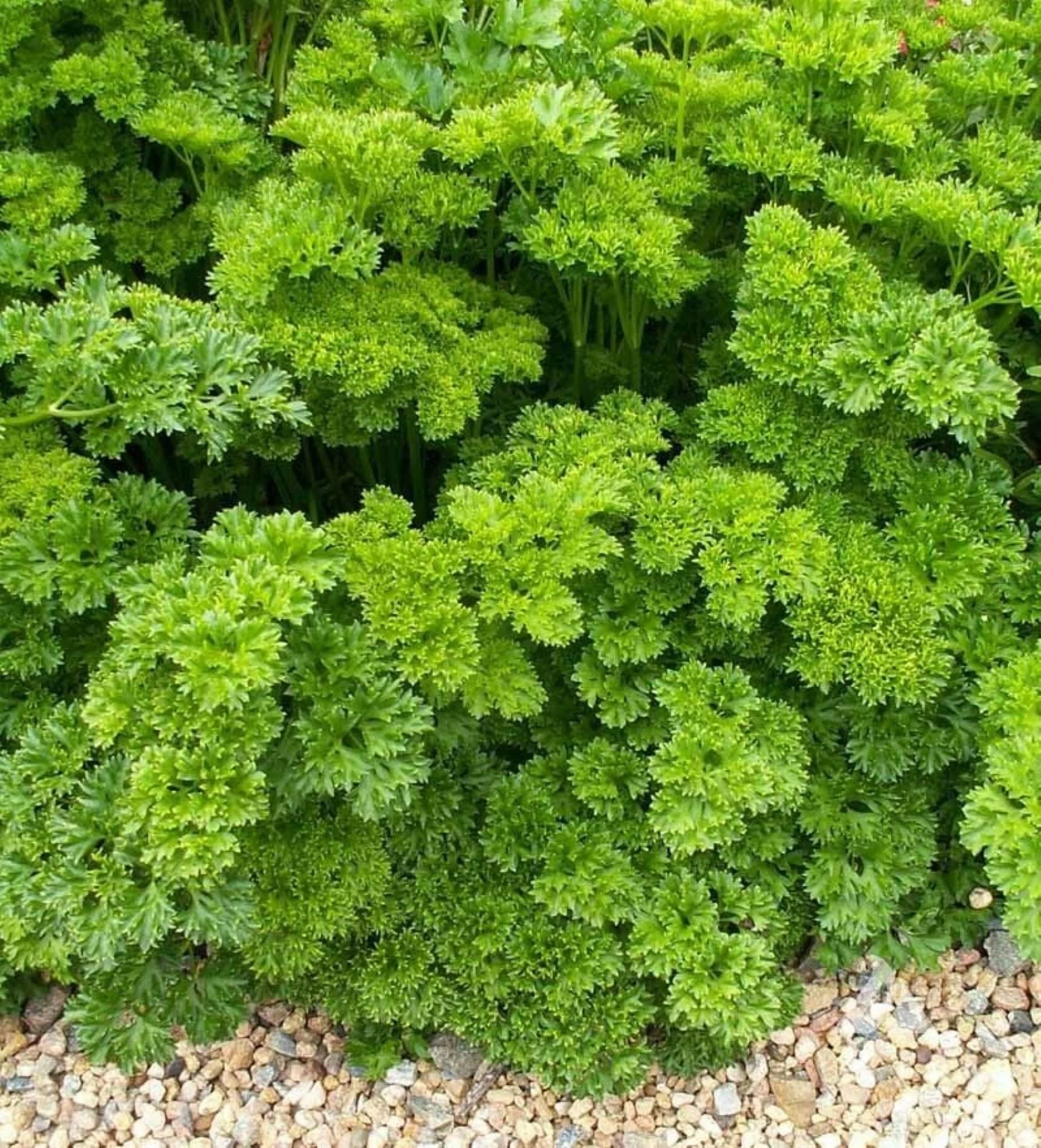 Parsley Triple Moss Curled Seeds/ Annual/ Full Sun/ 240K Seeds 1lb/ Zellajake Farm and Garden - B59