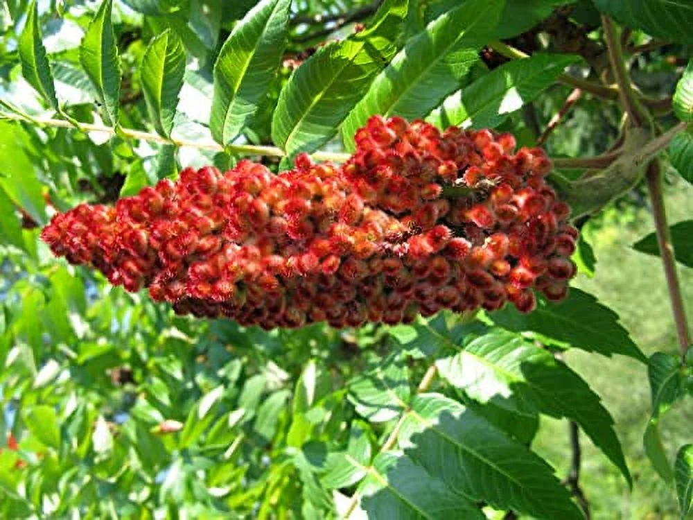 Staghorn Sumac Seeds (Rhus typhina) 100 Seeds (1 Grams)