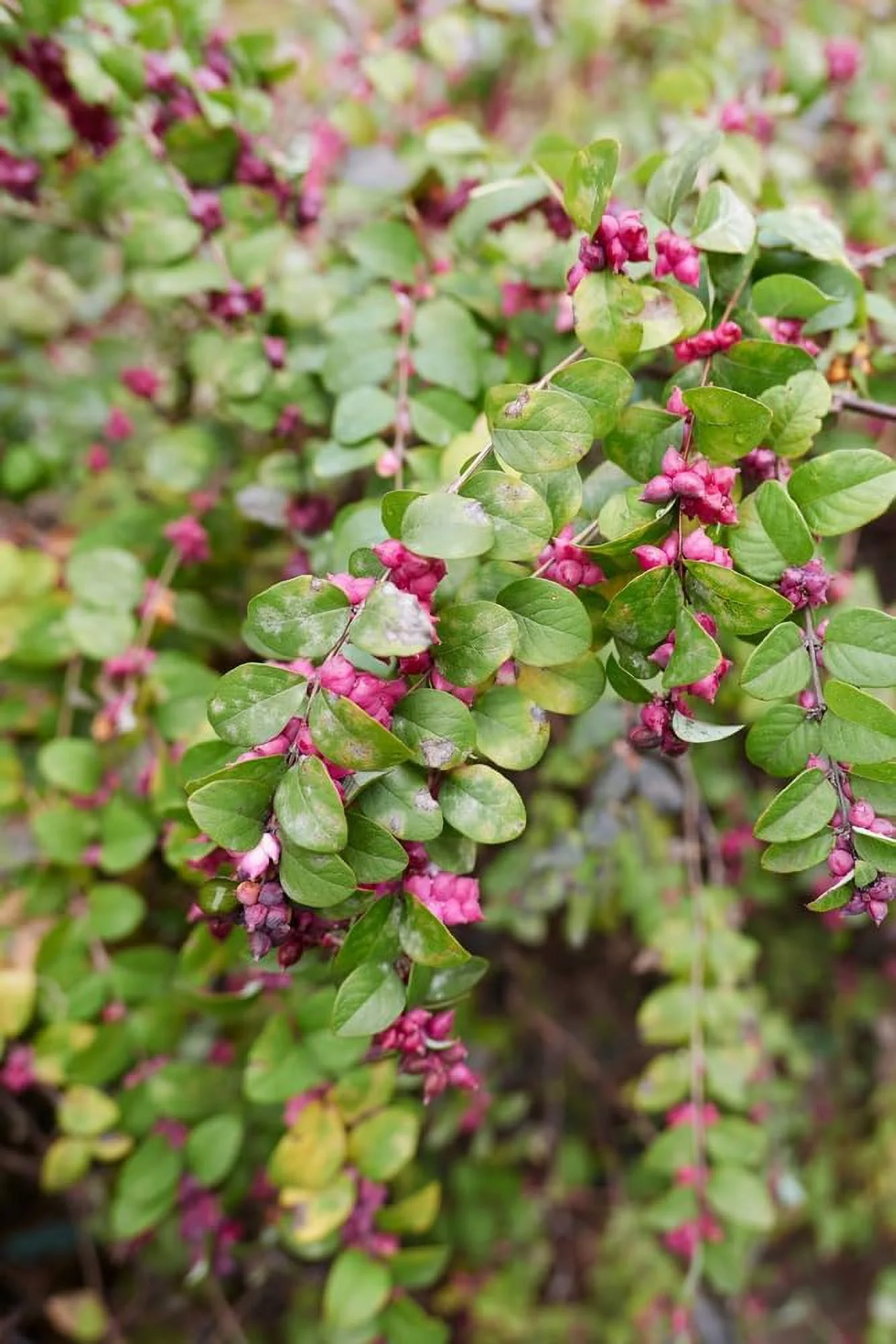 30 Coralberry Bush Seeds for Planting - Indian Currant, Symphoricarpos orbiculatus