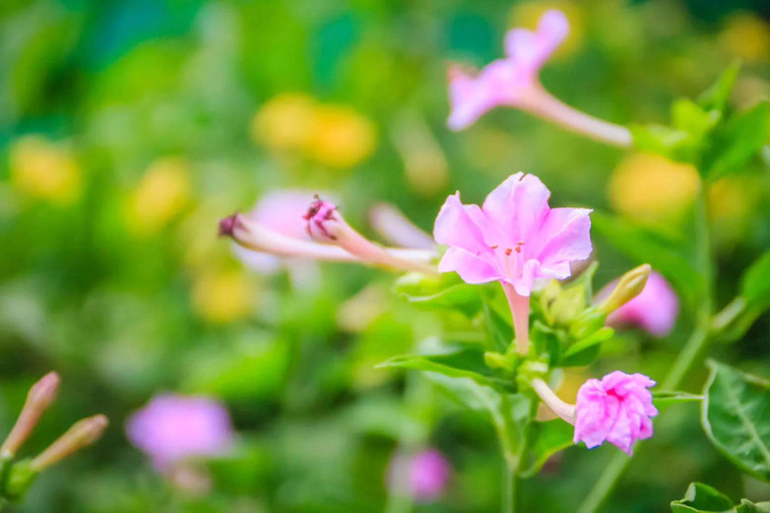 SEEDs= = =Serendipity's 4 O'clock- Pink Flower- 50 Seeds -Mirabilis jalapa- Brilliant Blooms  - Four OClock = Serendipity  SEEDs