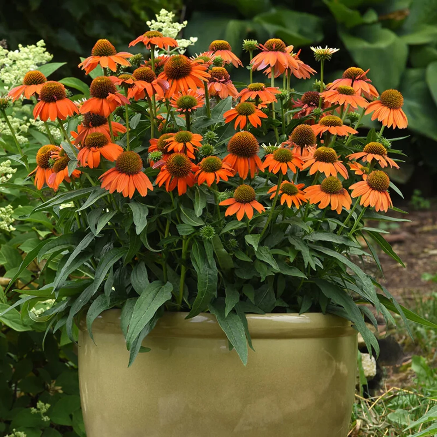 Echinacea Artisan Soft Orange F1 Seed