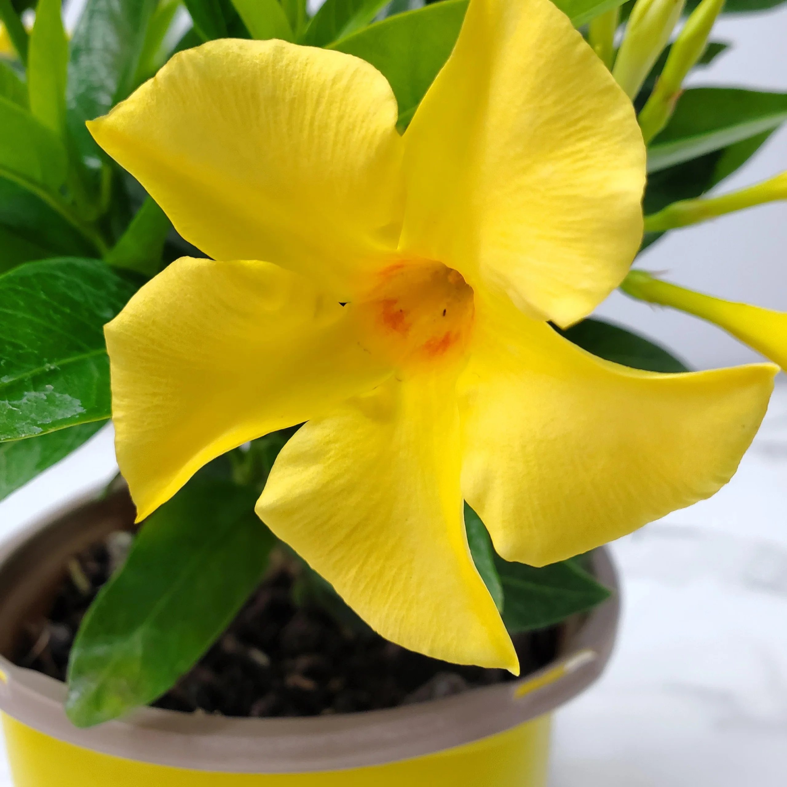 Tropical Plants of Florida 12