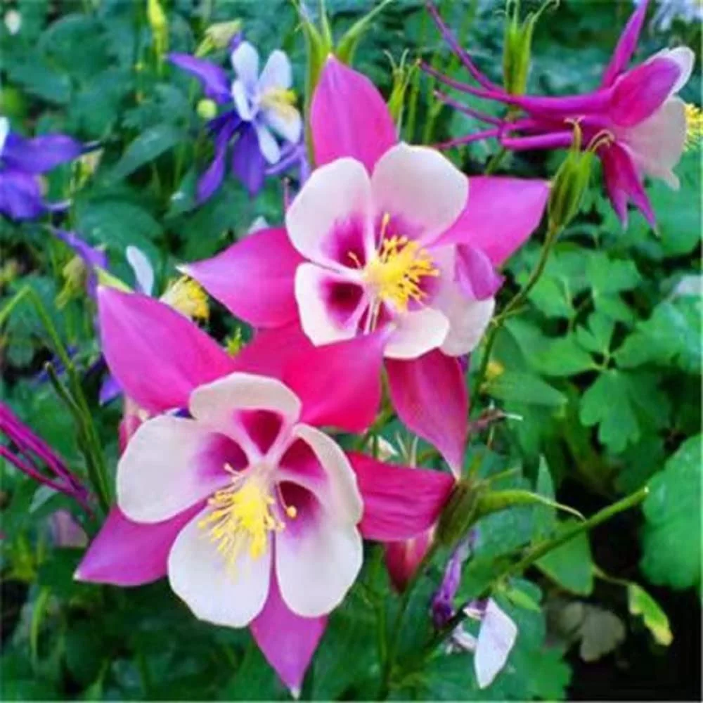 20 Seeds PINK Columbine McKana Giants Flower Seeds, Perennial Colorful, Easy to Grow Attracts Bees and Hummingbirds 20 SEEDS Free Shipping