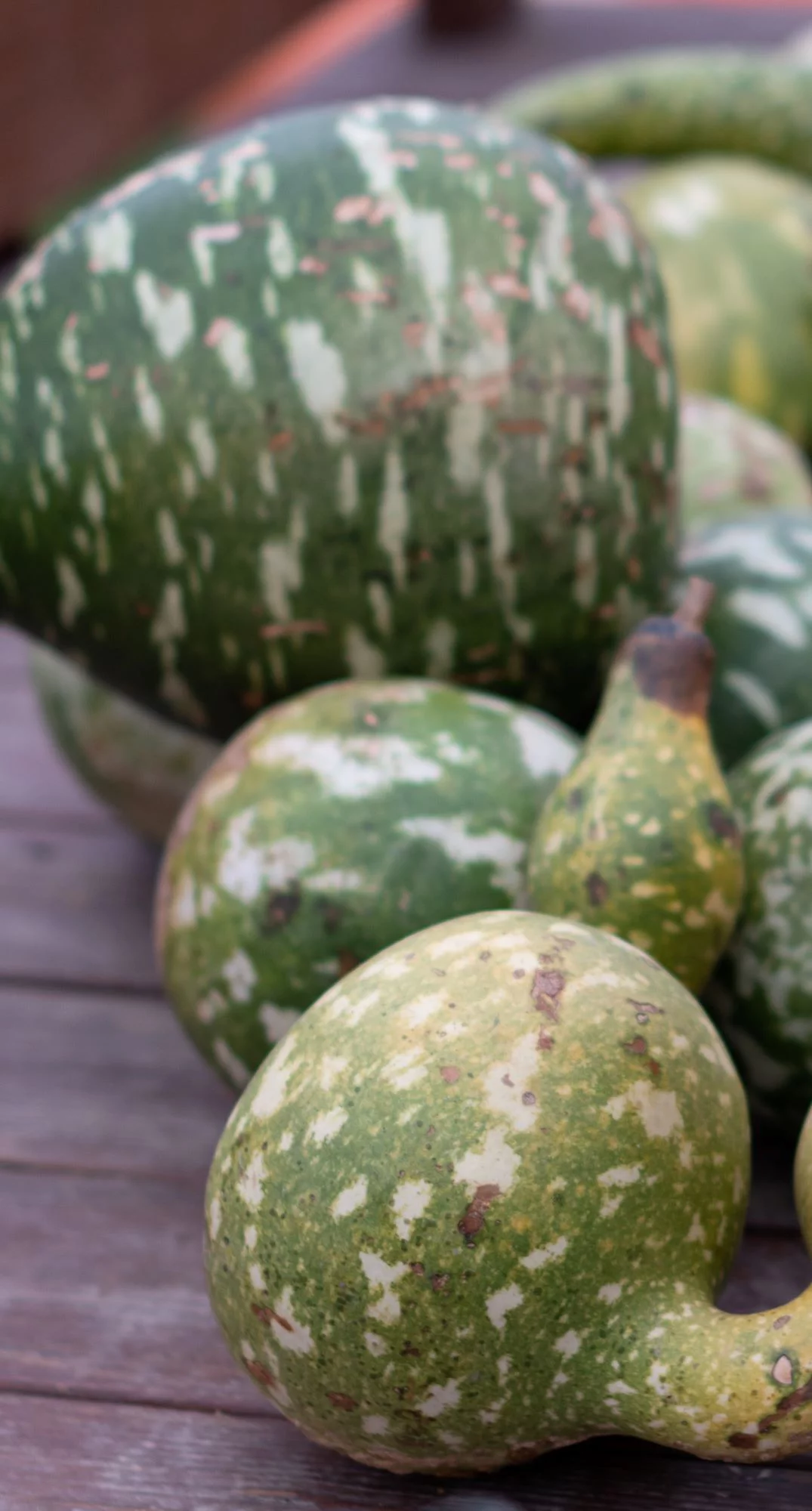 Dipper Gourd Seeds - Lagenaria siceraria - 480 seeds, 1/4 LB - B40