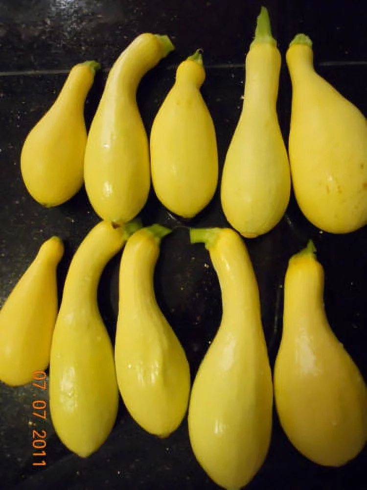 Squash Yellow Crookneck Garden Heirloom Vegetable 30 Seeds By Seed Kingdom